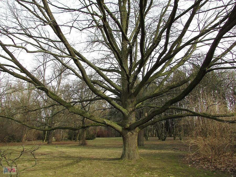 Park przy Cmentarzu Żołnierzy Radzieckich
