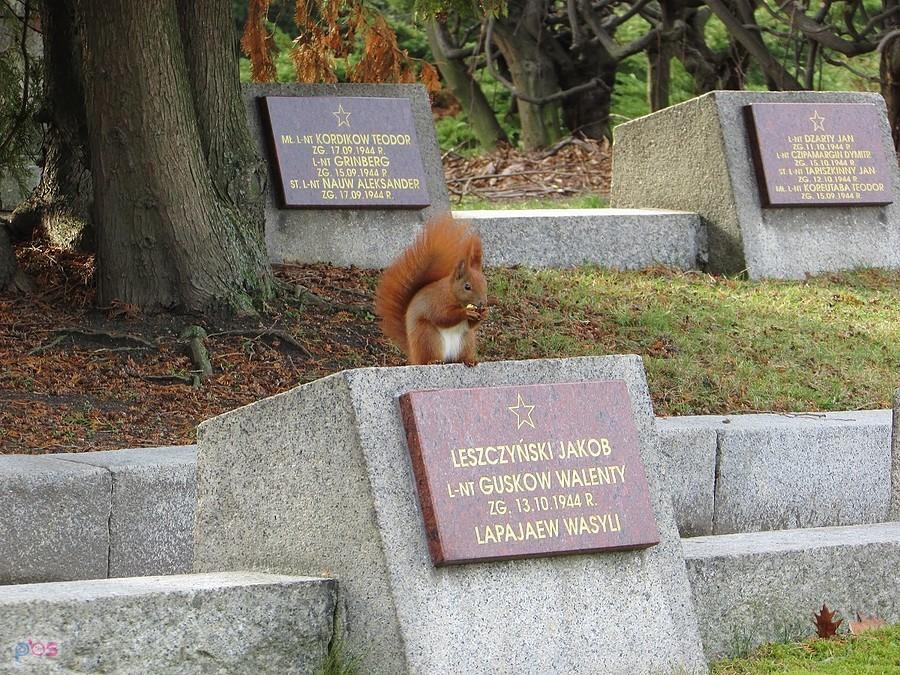 Wiewiórka z cmentarza czerwonoarmistów