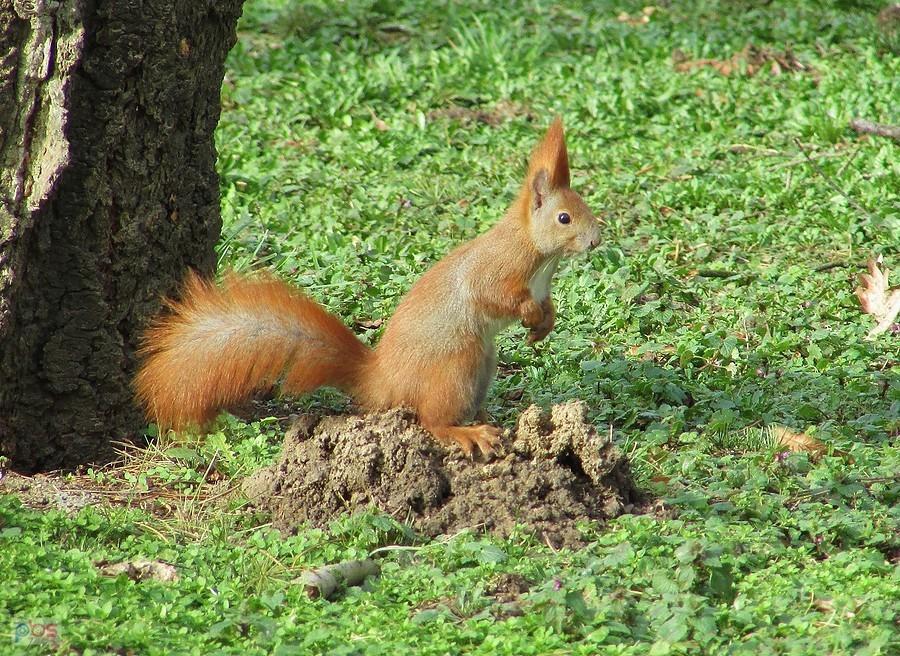 Gdzie są te orzeszki
