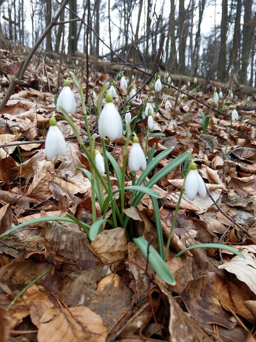 Przebiśniegi