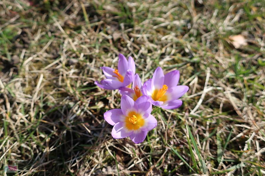 Krokusy obok Amerykana