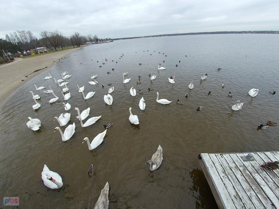 Fotka dla łabądków