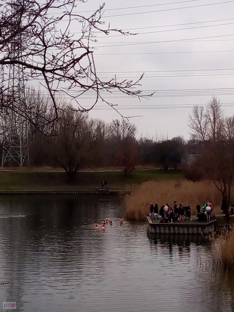 Tym razem całe stado Morsów