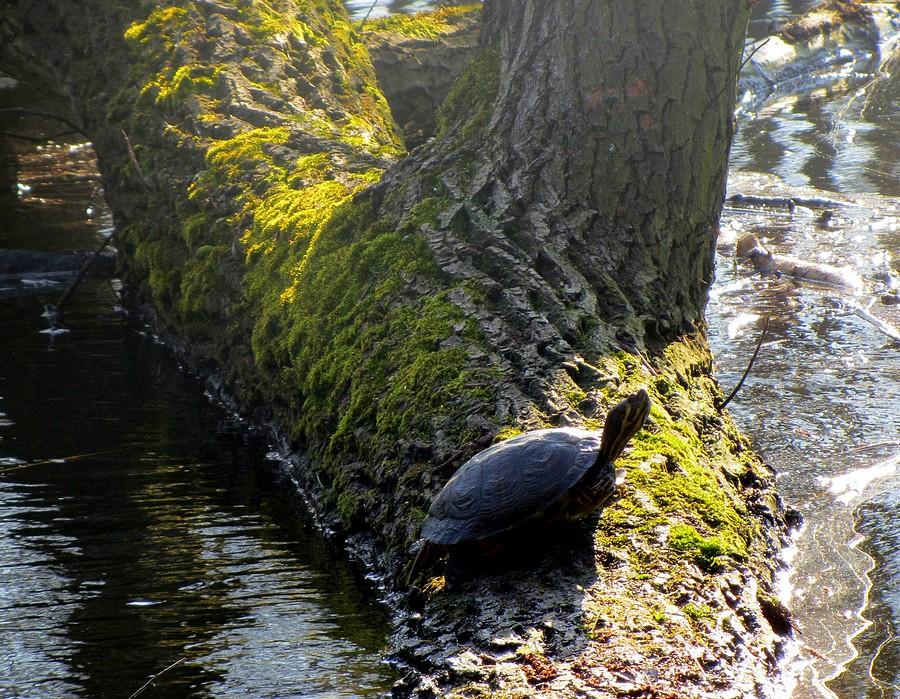 Stałe miejsce do wygrzewania - Poznań, Las Dębiński