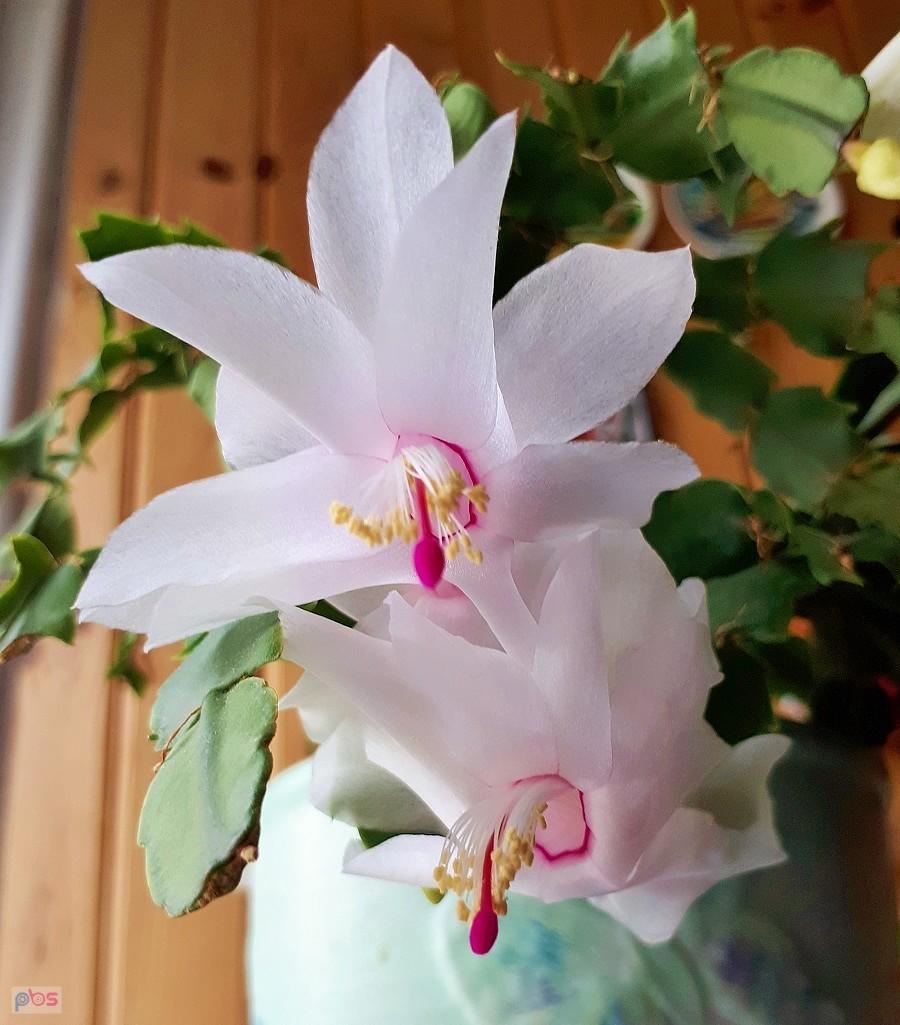 Szlumbergera zakwitła