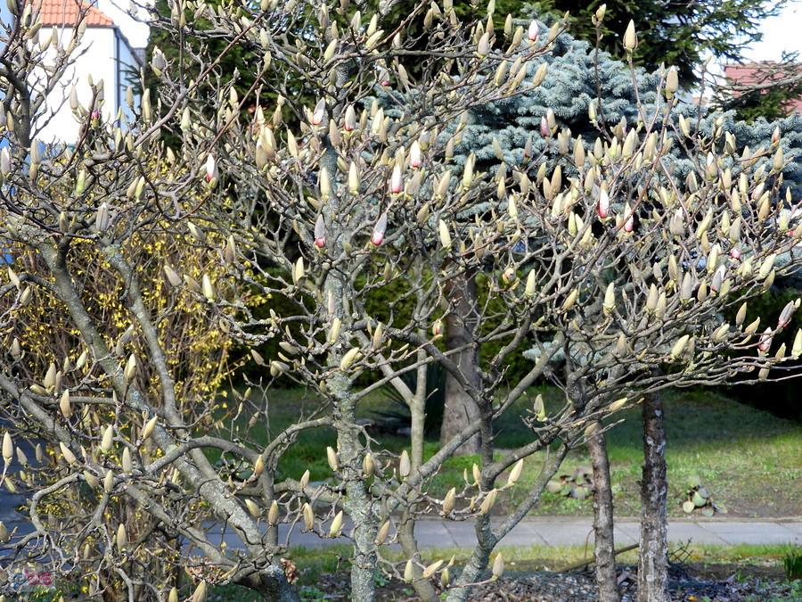Budzi się do życia magnolia.