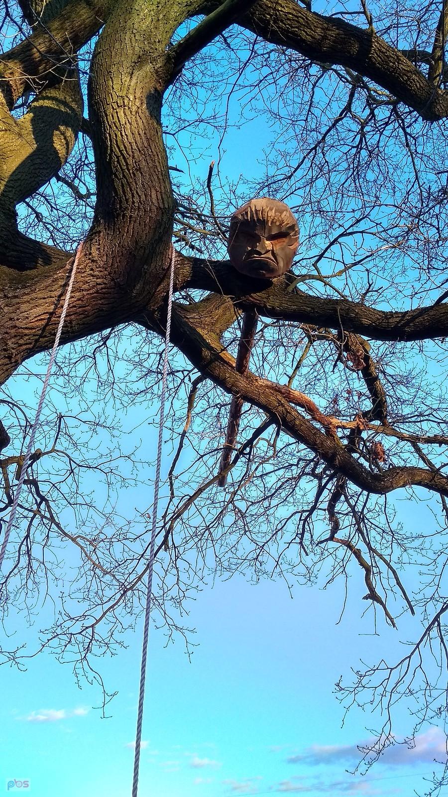 morda na drzewie