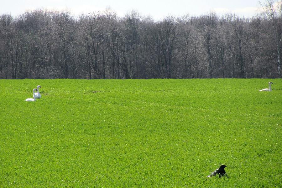 Czarne, białe i zielone :)