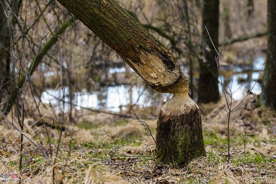 Kolejna pamiątka po bobrze - las w Olszynie