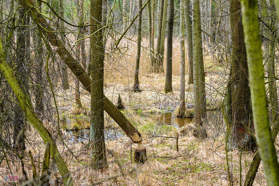 Las w Olszynie i widoczne ślady po działalności bobrów