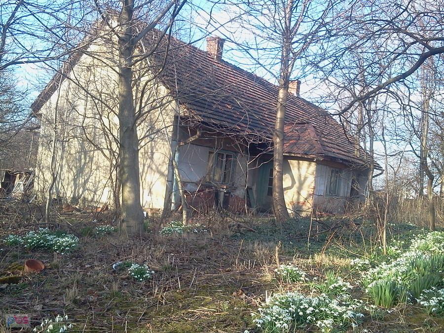 Przebiśniegi
