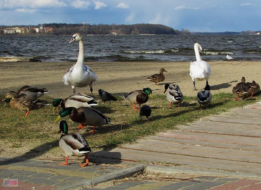 Na plaży w Nieporęcie
