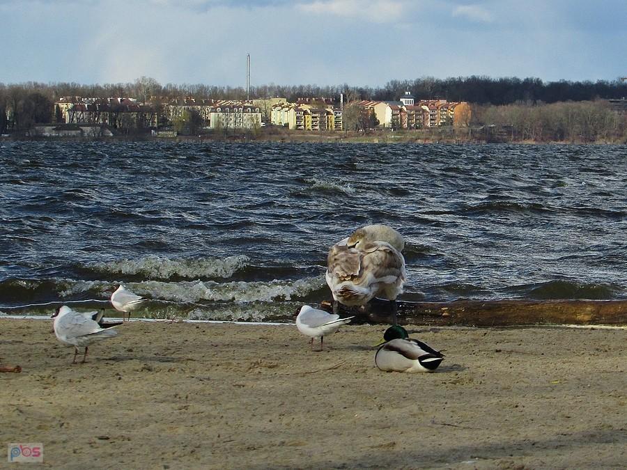 Na plaży w Nieporęcie nieźle dmuchało