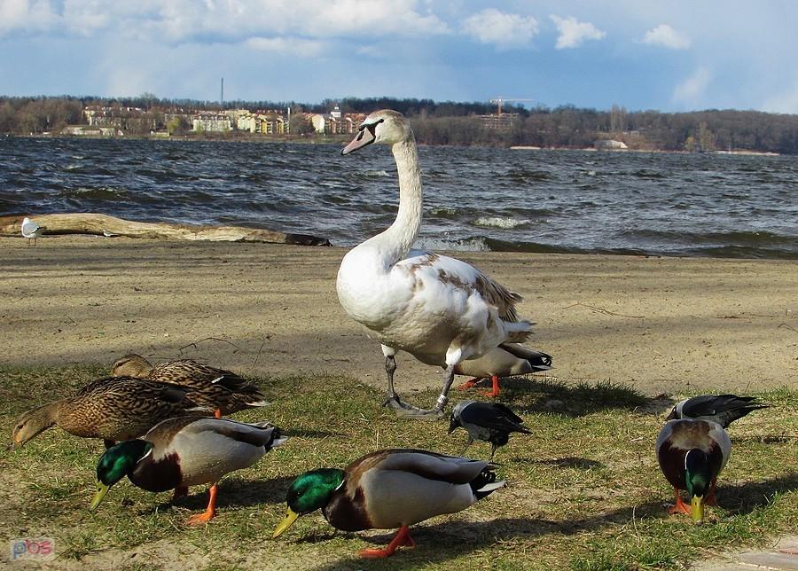 Łabędź, kaczki i kawki