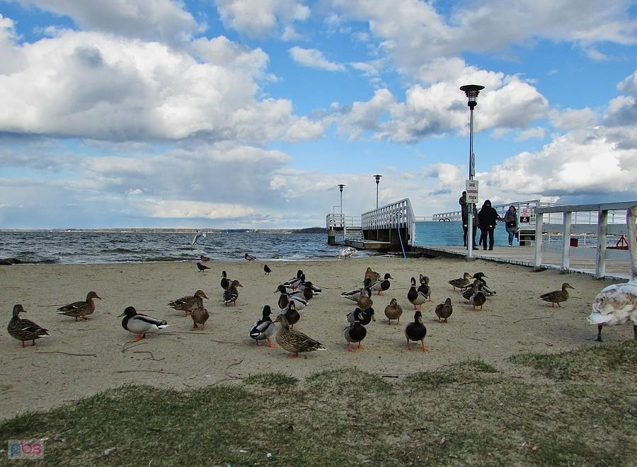 Nieporęt - molo przy Dzikiej Plaży