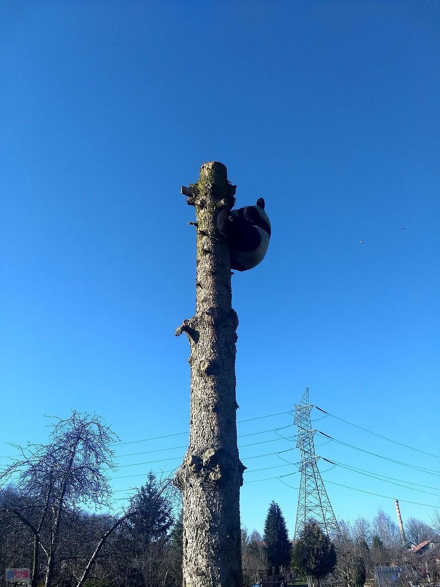 Miś ucieka przed wirusem?