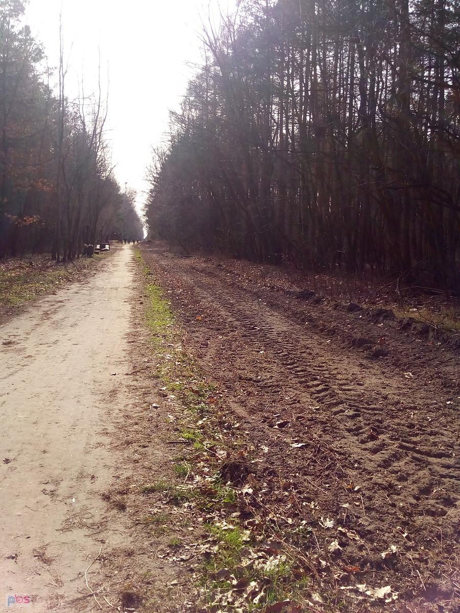 Czyżby chcieli zrobić leśną autostradę?