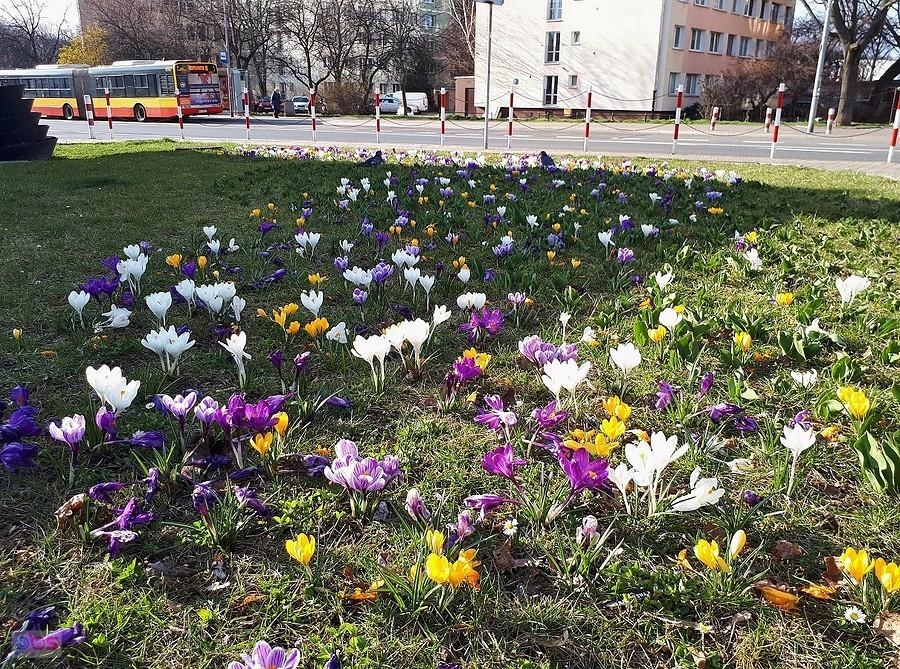 Poletko krokusów na Anielewicza