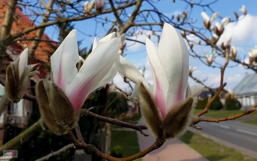 Magnolie w Przemoczu