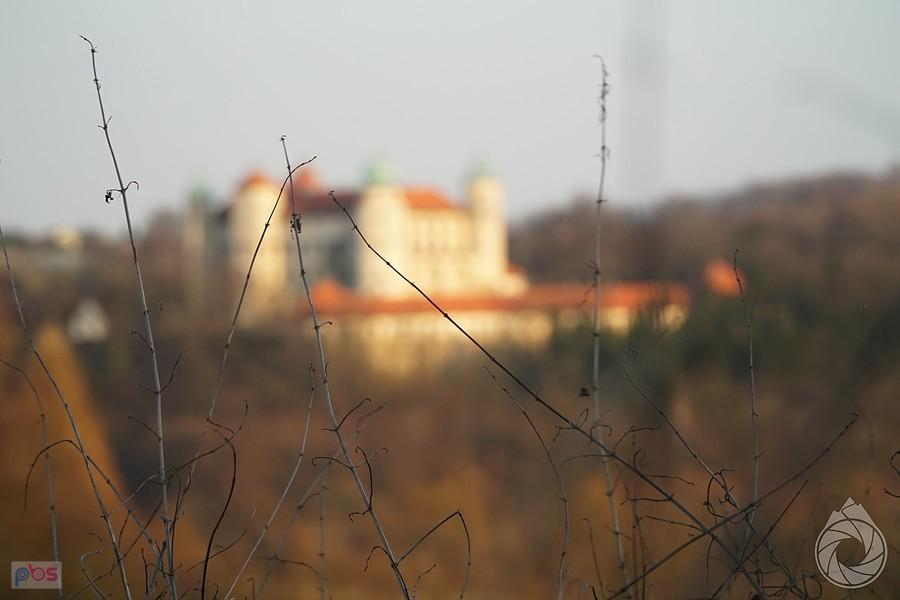 jakieś chabazie zasłaniające zespół zamkowy w Nowym Wiśniczu