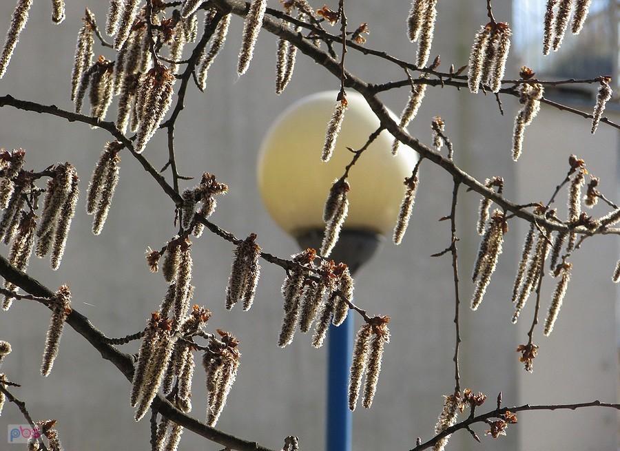 Kwitnie topola biała