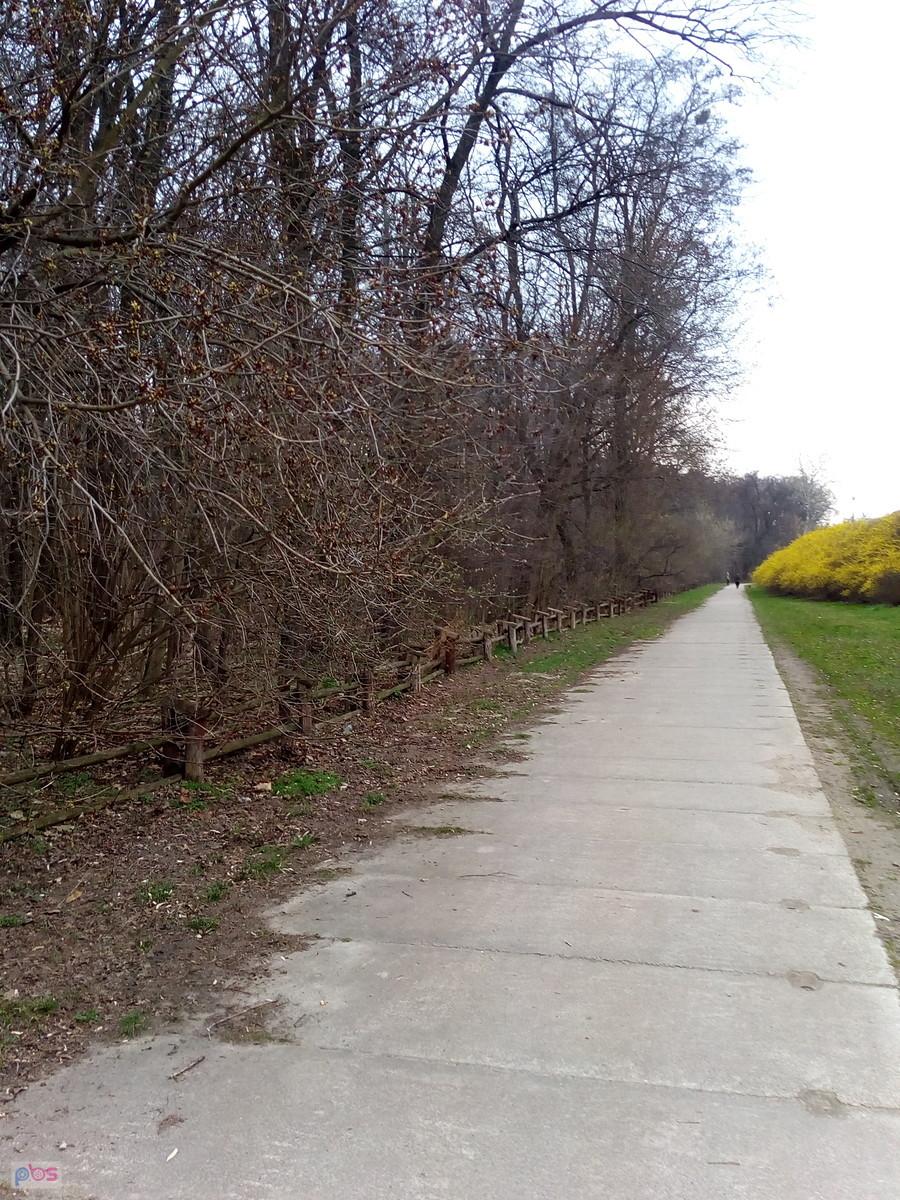 Wzdłuż lasku na Kole