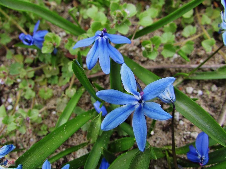 Cebulice cmentarne