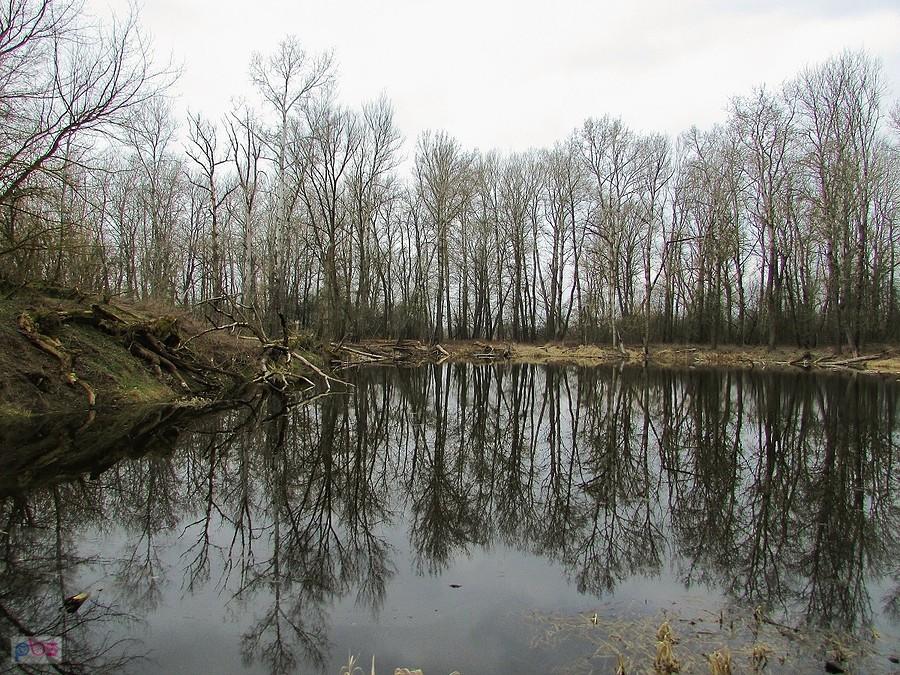 Nowy Secymin - mokradła w szacie przedwiosennej wyglądają dość ponuro