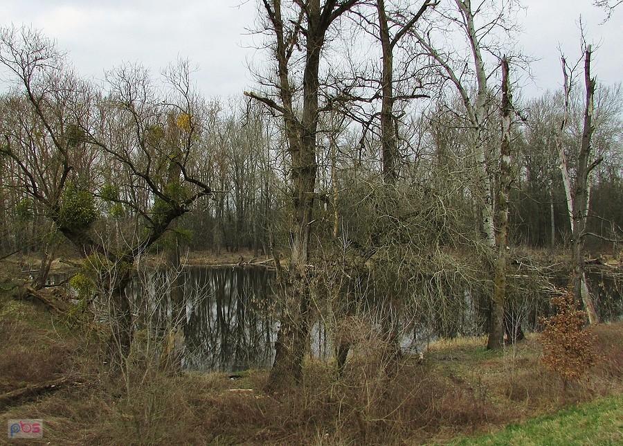 Nowy Secymin - mokradła przy brzegu wiślanym