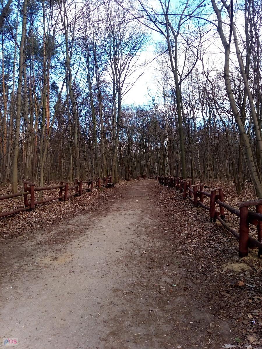 W lasku na Kole o tej porze nie ma ludzi