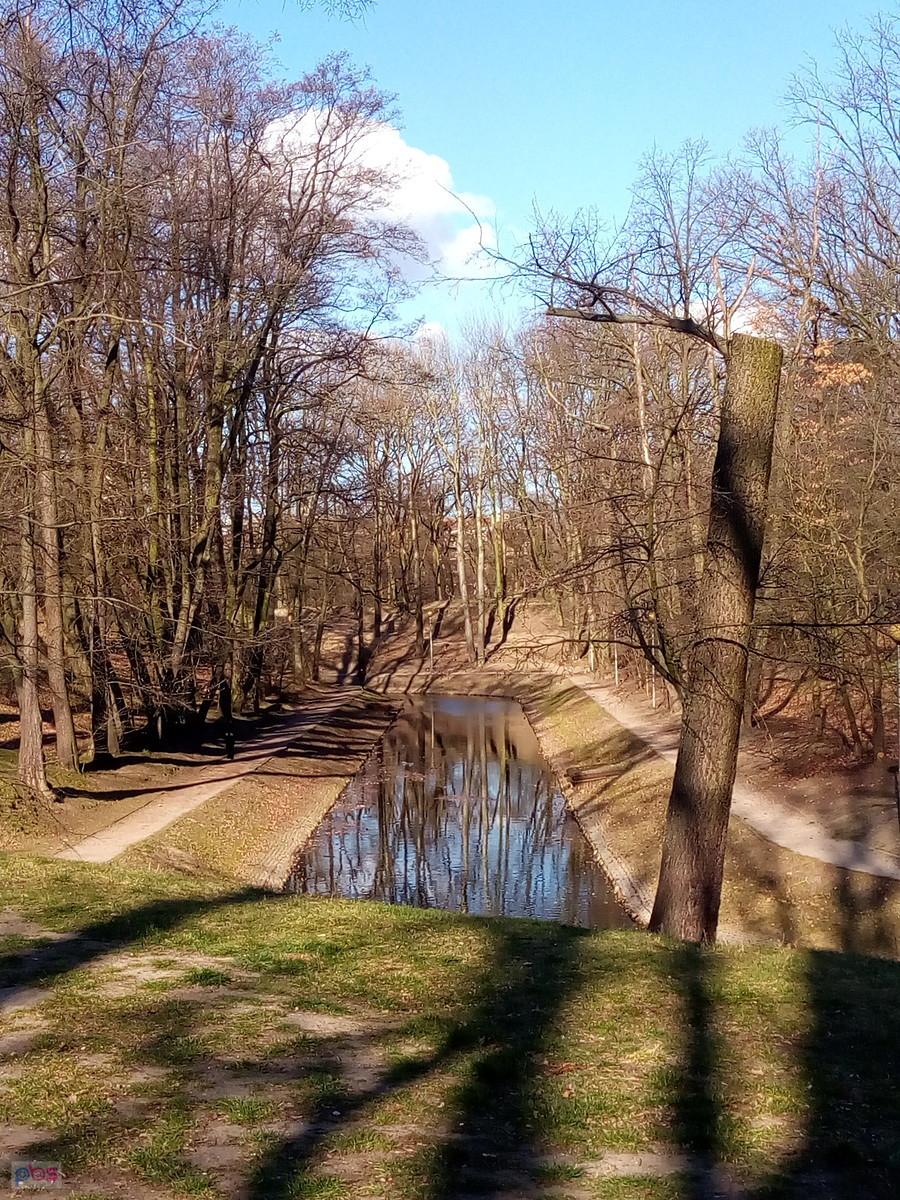 Fosa w parku