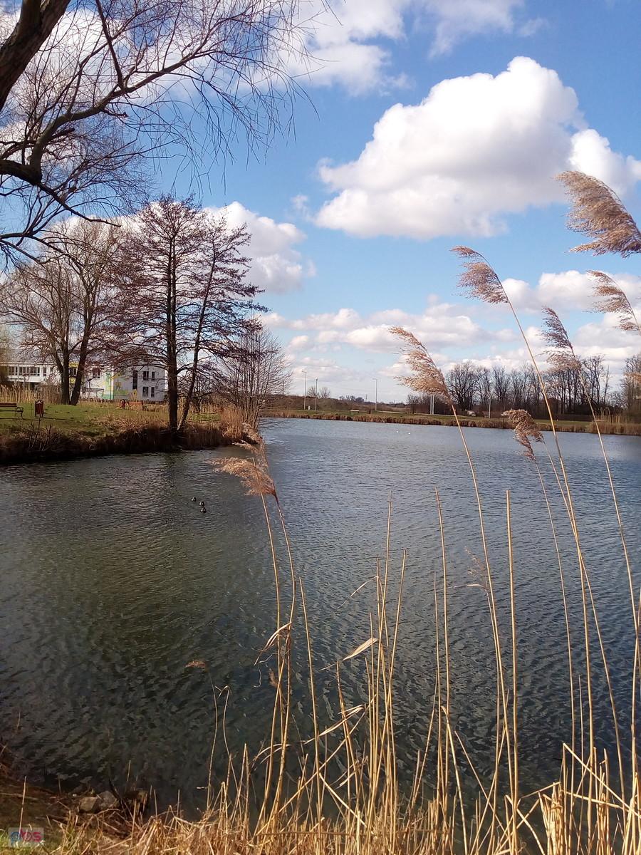 Staw w Zielonkach