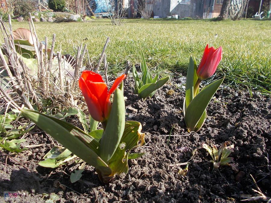 Działka Dareckiego - tulipany
