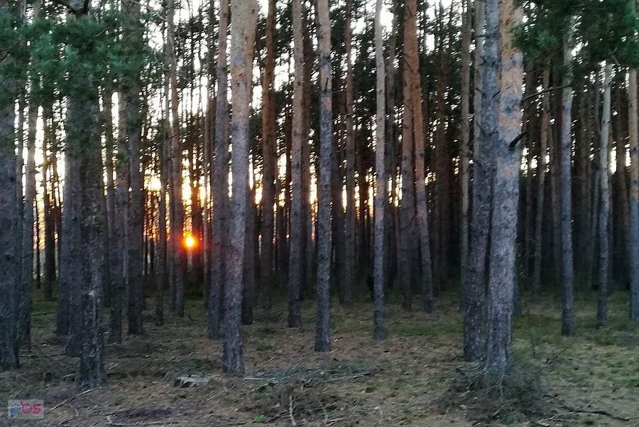 Zdążyć wyjechać z lasu przed zachodem słońca