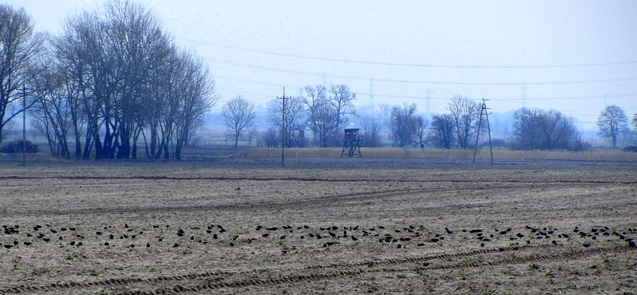 Stado szpaków na polu