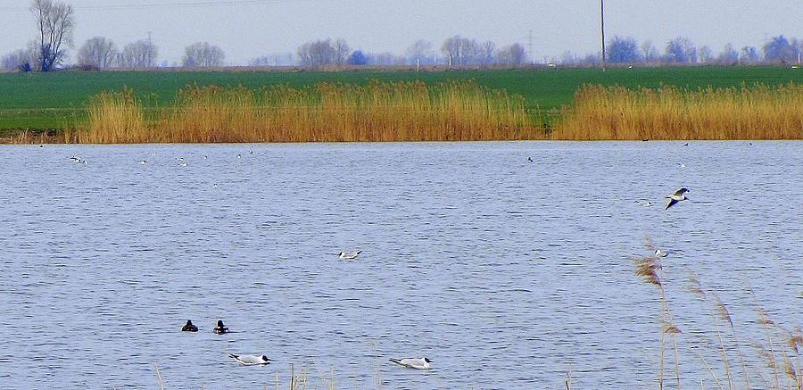 Mewy śmieszki, niewyraźność zaawansowana