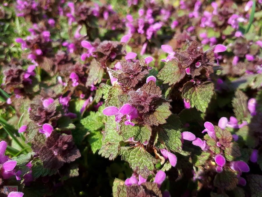 Jasnota purpurowa opanowała trawnik