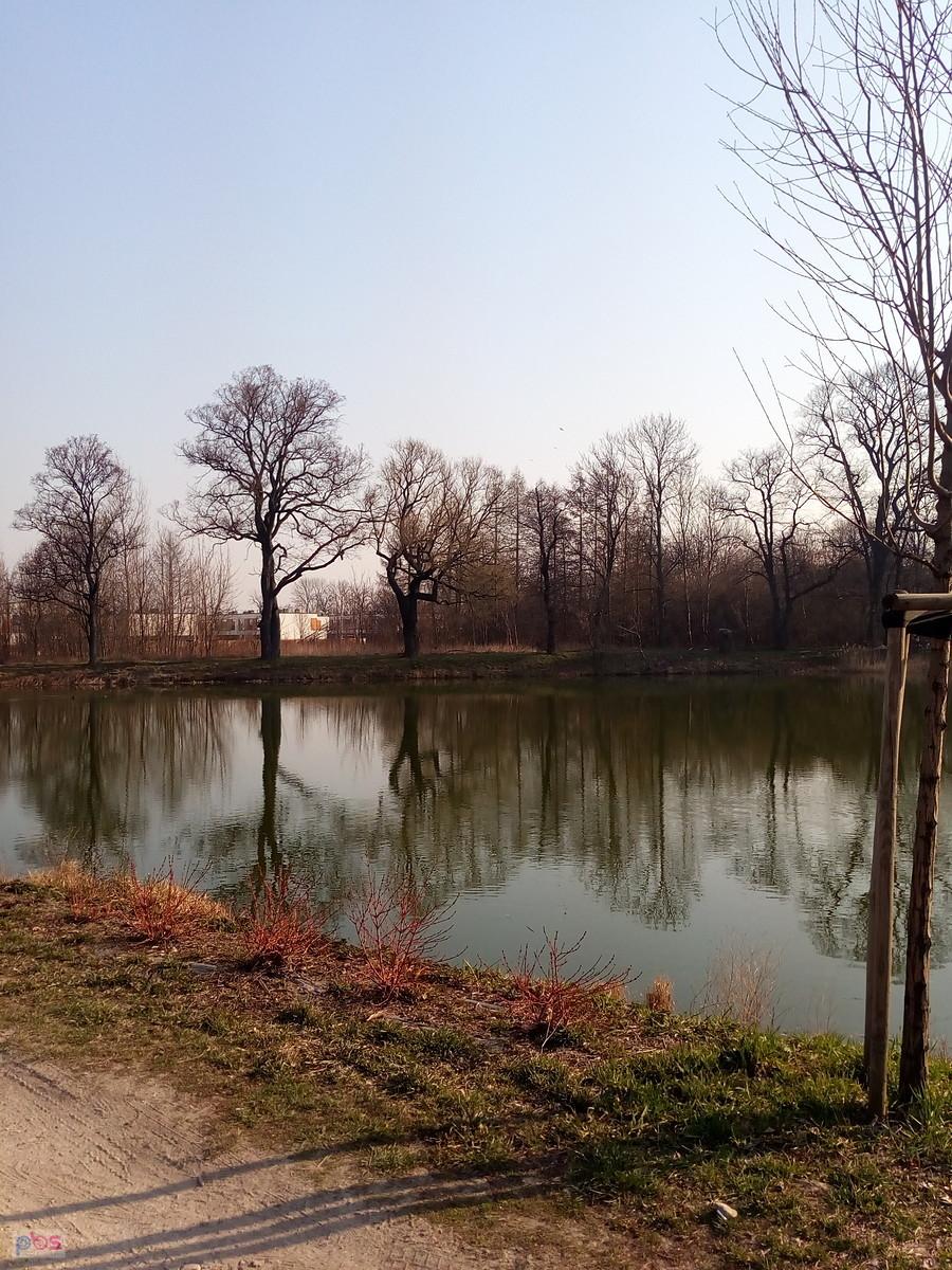 Staw w Ołtarzewie