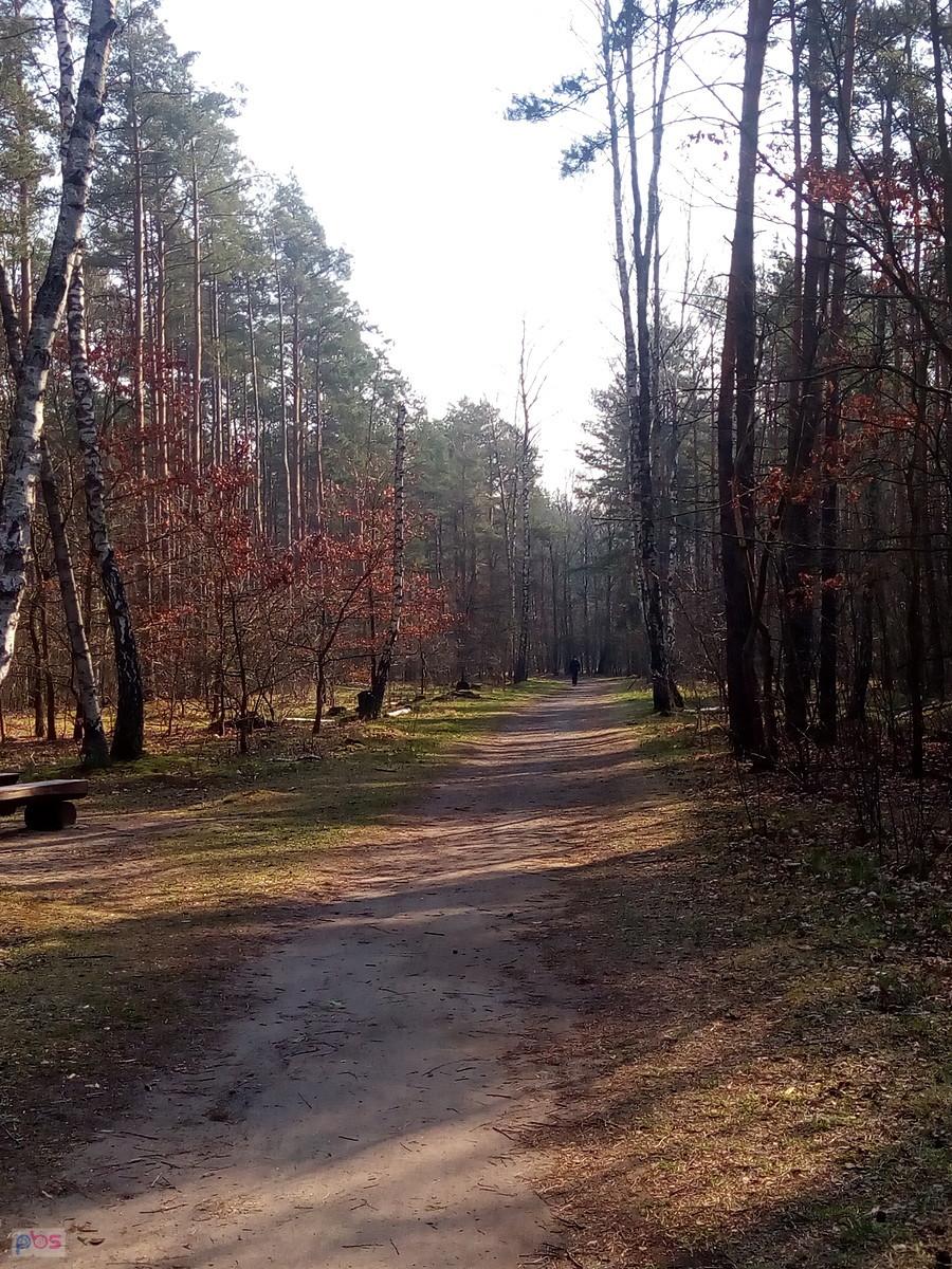 Droga przez las. Jeszcze nie było tłumów