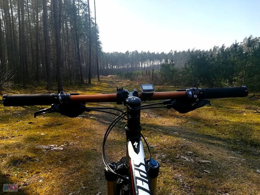 Leśnym szlakiem pieszym w kierunku Ciechocina
