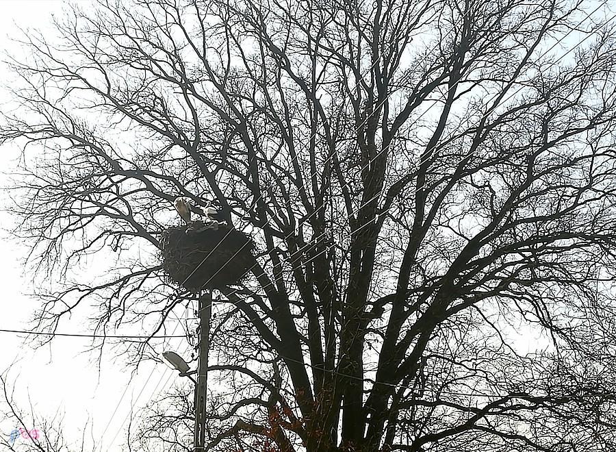 Wiosna! Bociany wróciły.