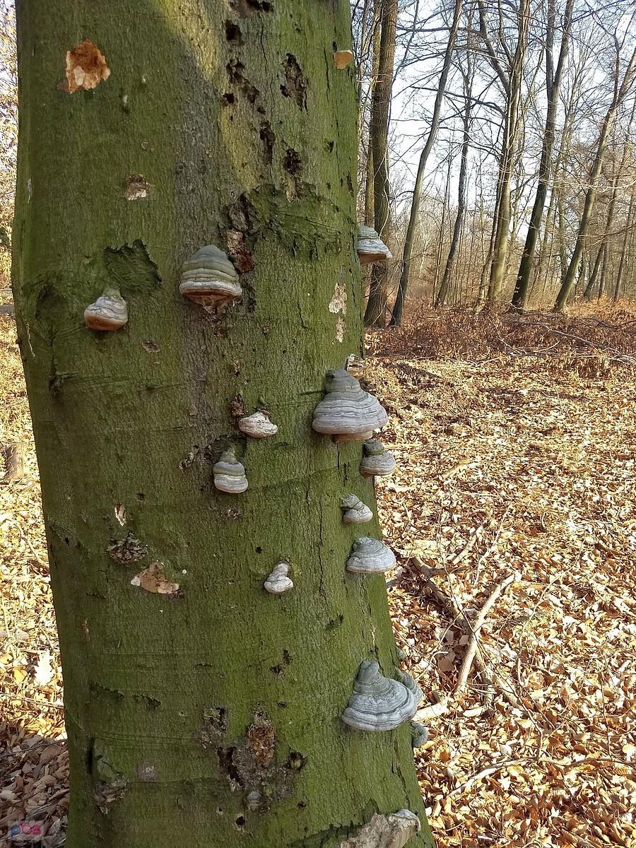 Jak muszle na drzewach