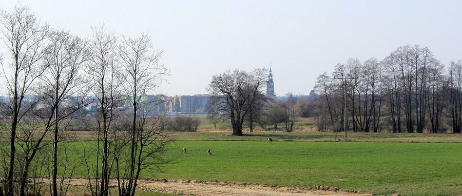 Widok na Śrem z sarnami na pierwszym planie