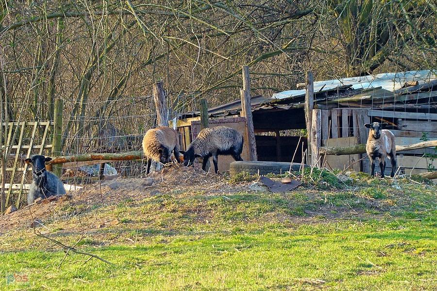 Owieczki w Droglowicach II