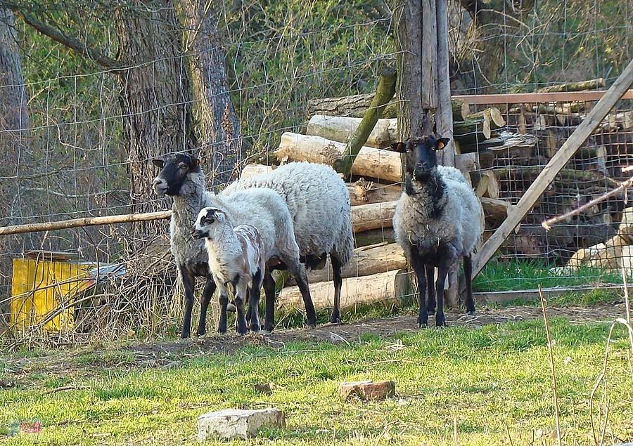 Owieczki w Droglowicach III