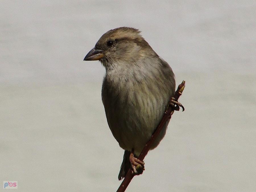 Ursynowska wróblica