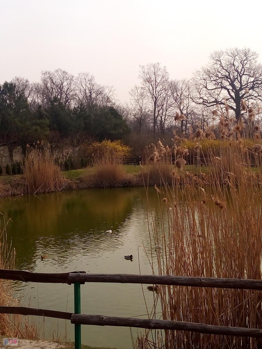 Kaczuchy na stawie w Borzęcinie