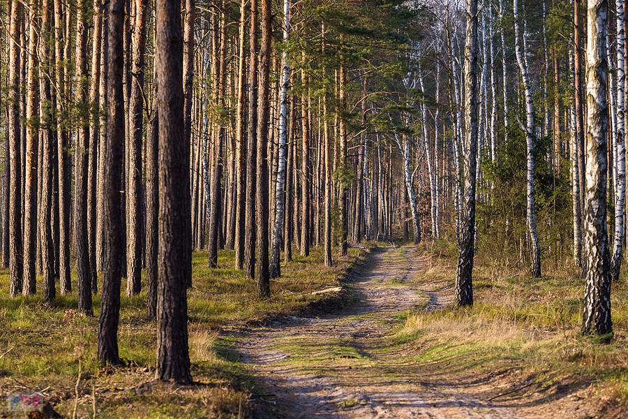 Droga pożarowa nr 14 - Osiny - podczas powrotu