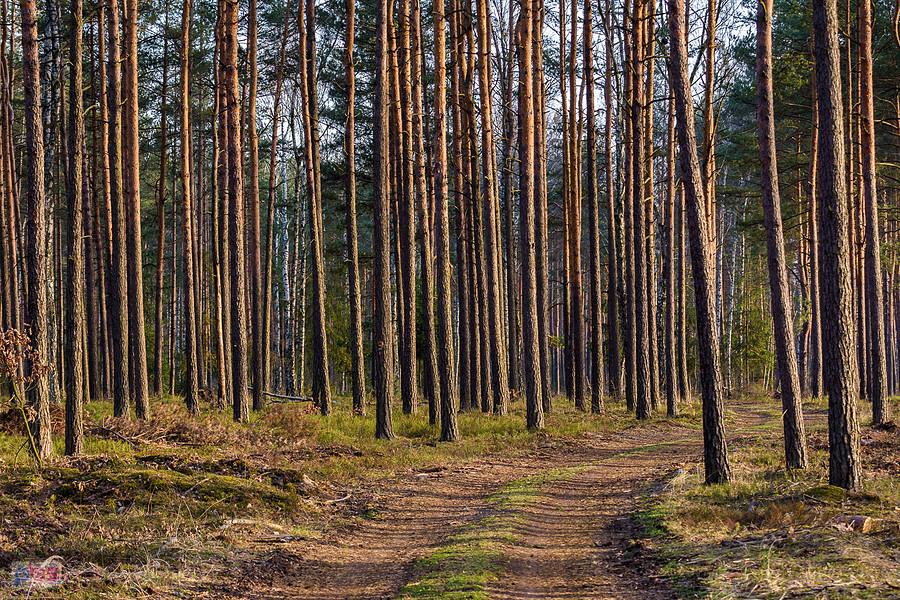 Powrót przez las z Poraja do Częstochowy - droga pożarowa nr 14 w Osinach