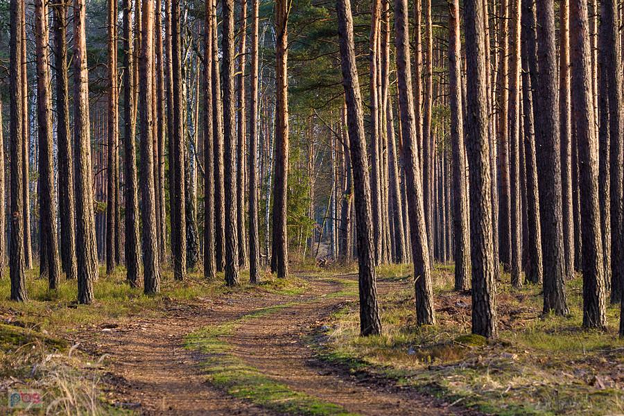 Powrót przez las z Poraja do Częstochowy - droga pożarowa nr 14 w Osinach
